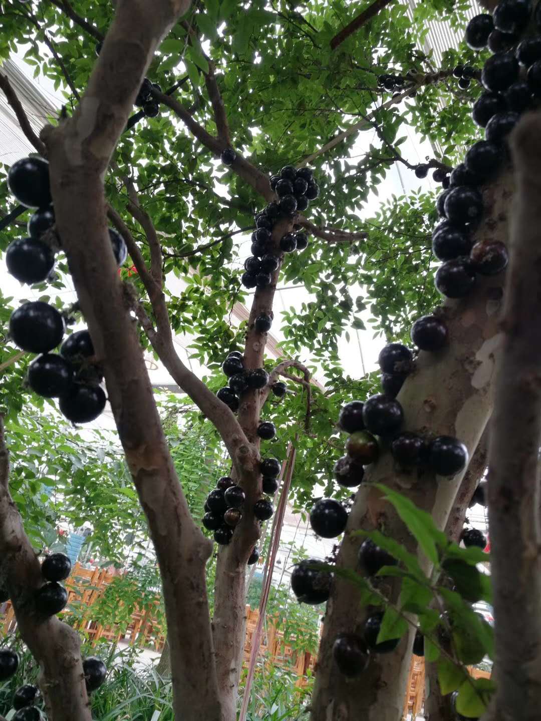 生態餐廳15